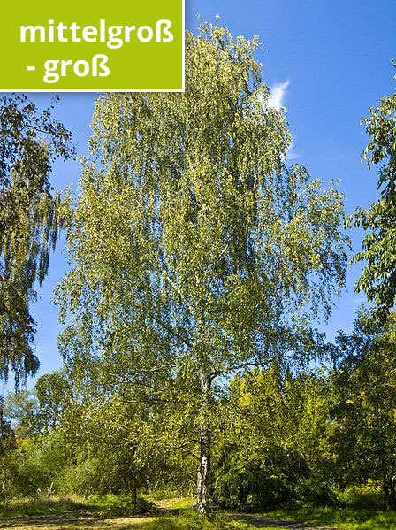  Willow (https://commons.wikimedia.org/wiki/File:Betula_pendula_001.jpg), „Betula pendula 001“, https://creativecommons.org/licenses/by-sa/3.0/legalcode 